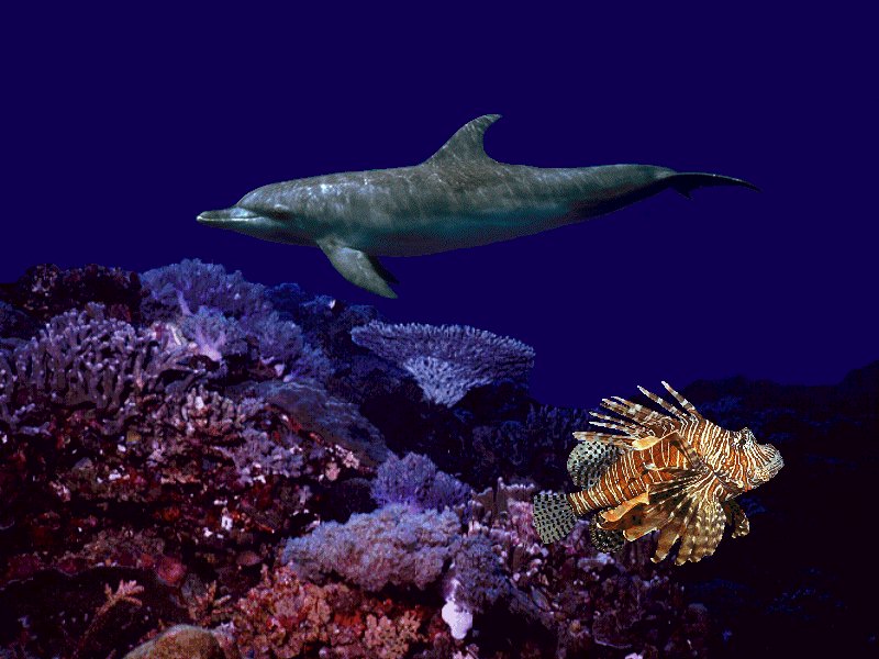 SeaLife Wallpaper